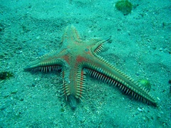 Astropecten aranciacus