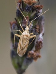 Miridius