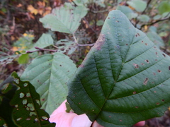 Caloptilia elongella