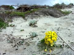 Erysimum menziesii