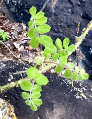 Commiphora marlothii