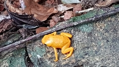 Brachycephalus ephippium