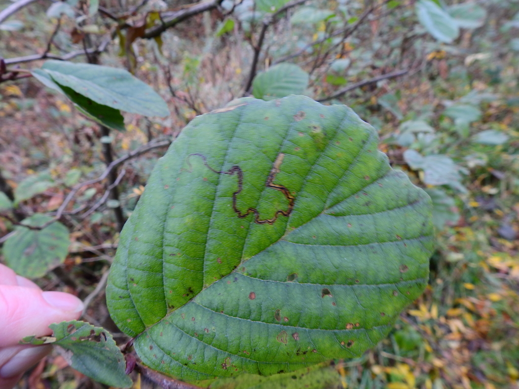 Silver-barred Alder Pigmy