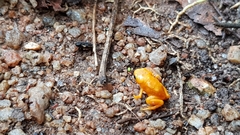 Brachycephalus ephippium