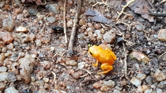 Brachycephalus ephippium