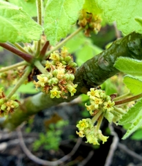 Commiphora marlothii