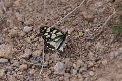 Melanargia ines