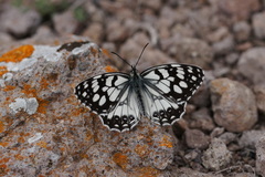 Melanargia ines
