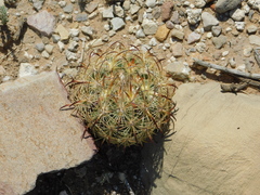 Echinomastus unguispinus