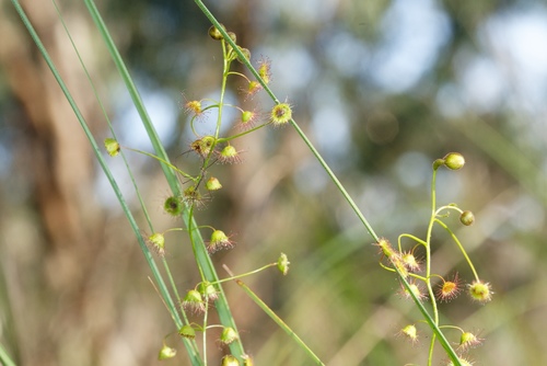 Drosera planchonii