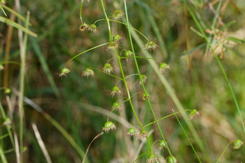 Drosera planchonii