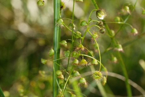 Drosera planchonii