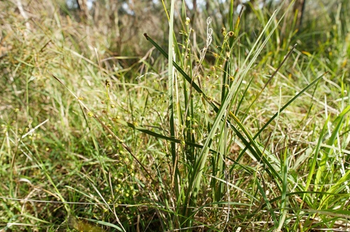 Drosera planchonii