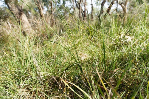 Drosera planchonii
