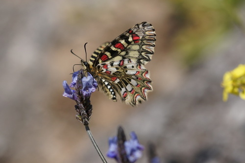 Spanish Festoon