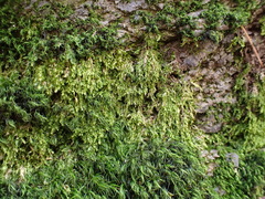 Plagiothecium cavifolium