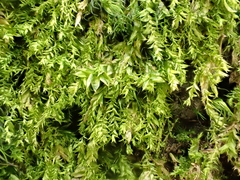 Plagiothecium cavifolium