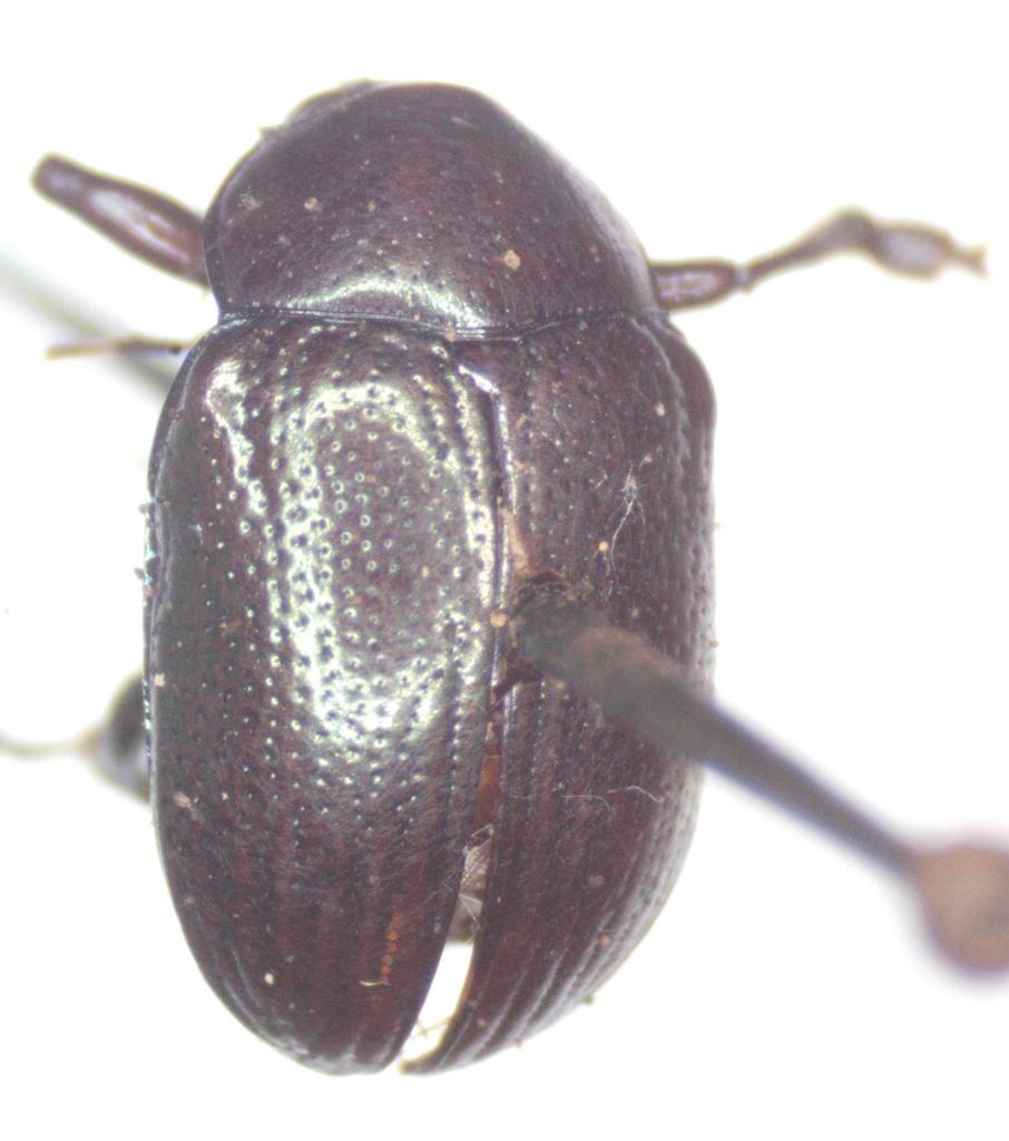 Rhabdopterus mexicanus