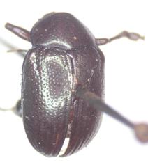 Rhabdopterus mexicanus