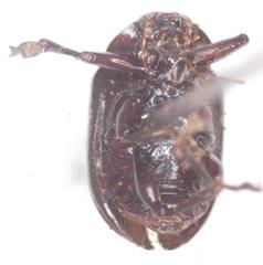 Rhabdopterus mexicanus