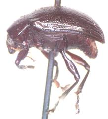 Rhabdopterus mexicanus