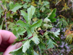 Dasineura crataegi