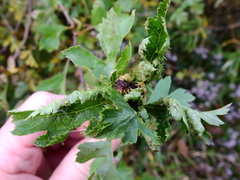Dasineura crataegi