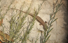 Podarcis muralis