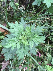 Artemisia vulgaris