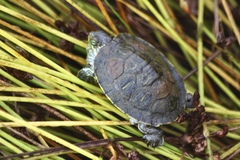Trachemys scripta troostii