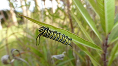 Danaus plexippus