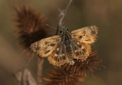 Carcharodus