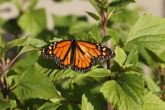 Danaus plexippus