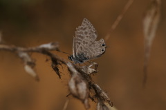 Leptotes pirithous
