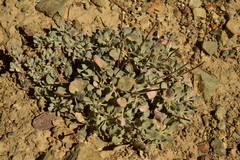 Eriogonum alexanderae