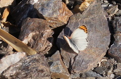 Colotis evagore