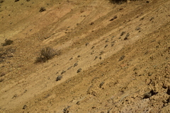 Eriogonum alexanderae