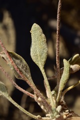 Eriogonum alexanderae