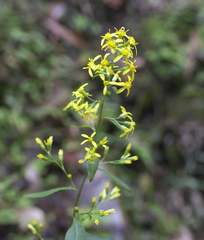 Solidago virgaurea asiatica