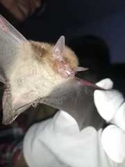 Myotis fortidens