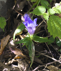 Gentiana scabra buergeri