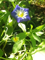 Convolvulus tricolor