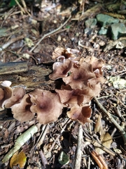 Trogia cantharelloides