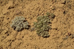 Eriogonum alexanderae