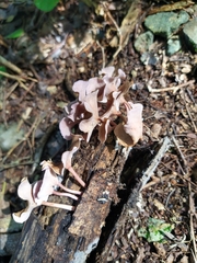 Trogia cantharelloides