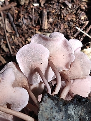 Trogia cantharelloides