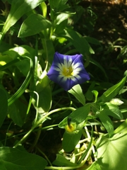 Convolvulus tricolor