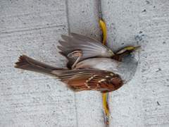 Zonotrichia albicollis