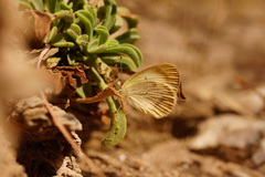 Colotis evagore