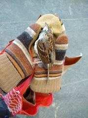 Zonotrichia albicollis